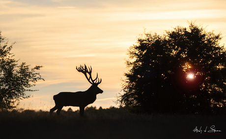 edelhert bij zonsondergang