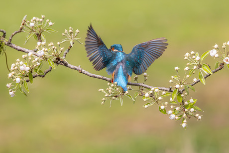 Landing