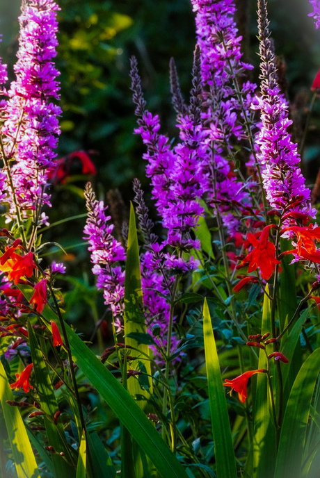 Lythrum en Crocosmia 