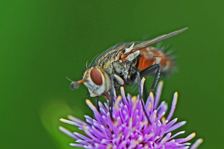 Peleteria iavana.