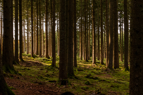 verdwalen in het bos