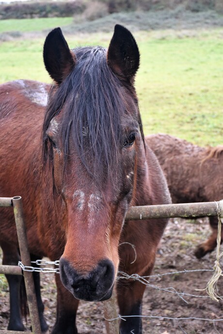 Paard