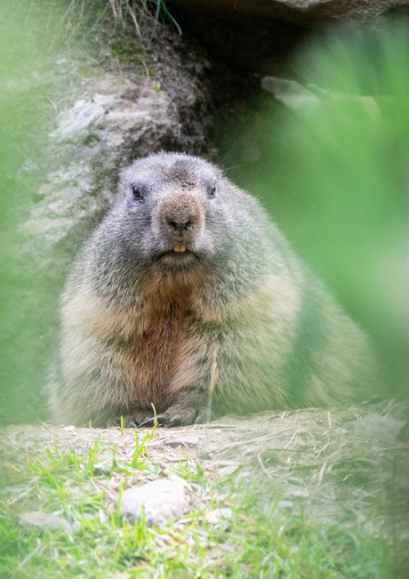 marmot in't groen