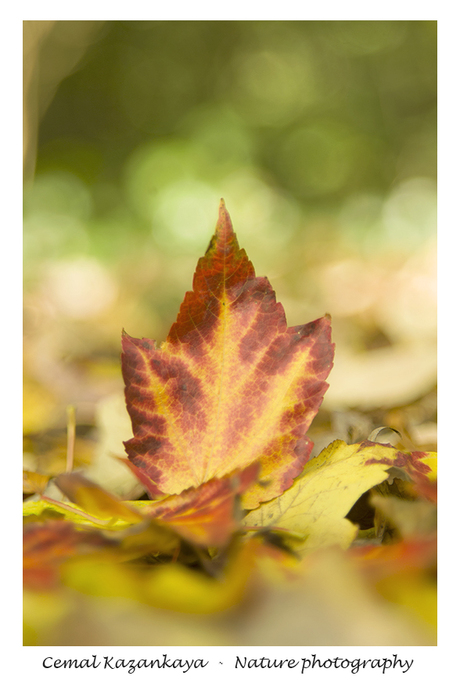 Herfstbladeren