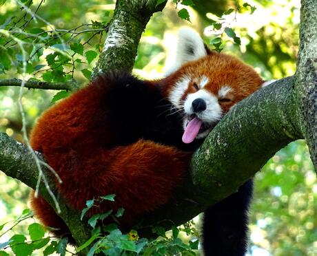 Lui in de boom