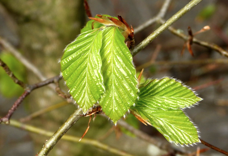 beukenblad