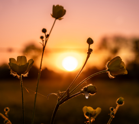Boterbloem met druppel