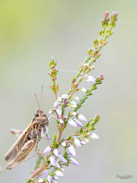 Kleine wondertjes van de natuur 