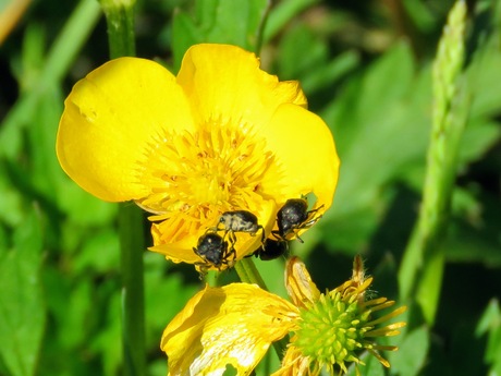 Snuitkevertjes