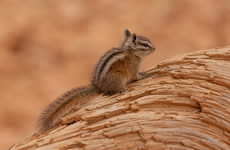 Chipmunk