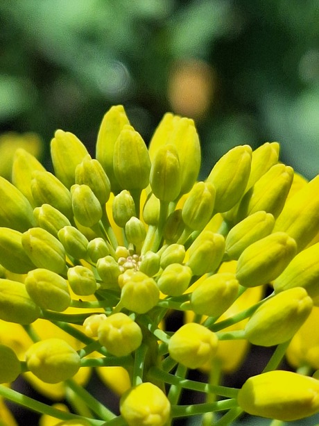 Bloem