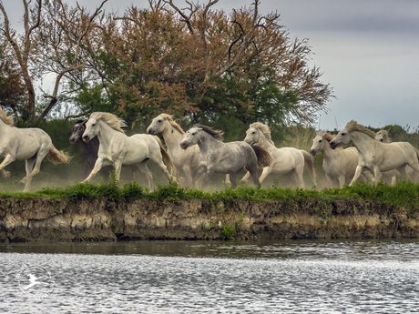 Camargue paarden rennen langs het kanaal