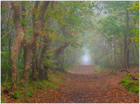 Ochtend nevel in het bos.