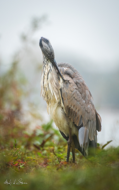 blauwe reiger