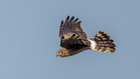 Blauwe kiekendief vrouw