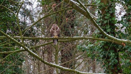 Buizerd in de winter