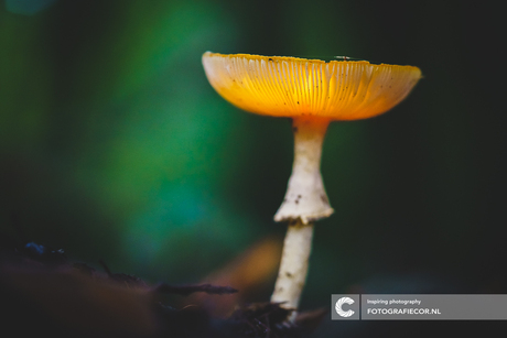 The magic of a glowing mushroom