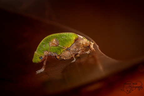 Pycnopalpa bicordata - Sabelsprinkhaan