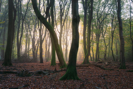 Een mistige ochtend in het Speulderbos