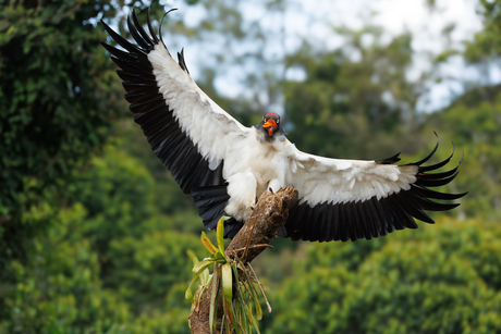 King Vulture