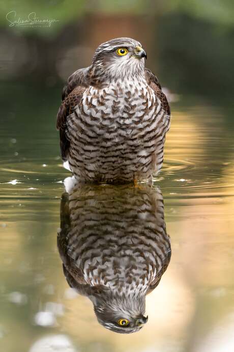 ꜰʀᴇᴇᴅᴏᴍ ɪꜱ ʟɪᴋᴇ ᴛᴀᴋɪɴɢ ᴀ ʙᴀᴛʜ: ʏᴏᴜ ɢᴏᴛ ᴛᴏ ᴋᴇᴇᴘ ᴅᴏɪɴɢ ɪᴛ ᴇᴠᴇʀʏ ᴅᴀʏ. 🫧