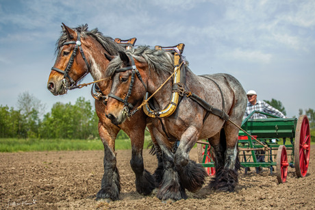 trekpaarden