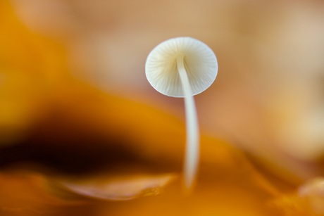 herfstkleuren met vanille