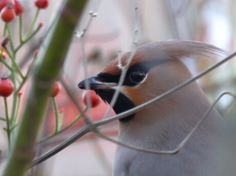 Pestvogel