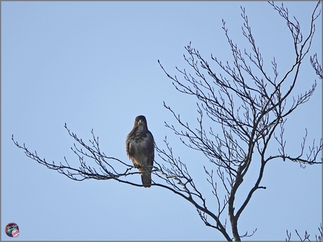 Buizerd …