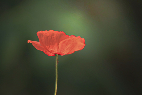 Poppy