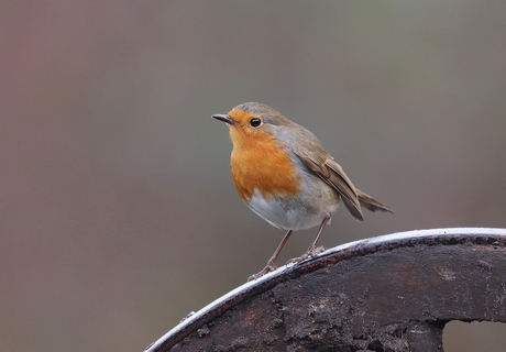 roodborst