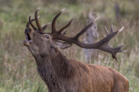 Portret van een Burrrrl