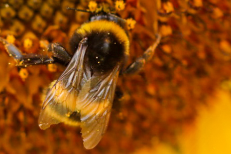 De hommel en de zonnebloem 