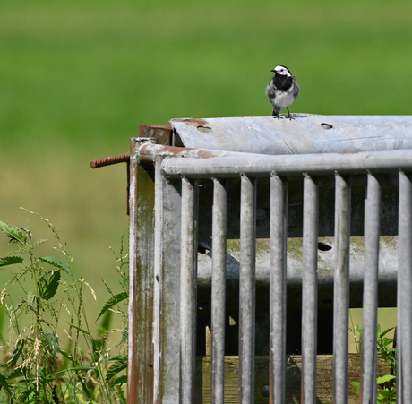 vogeltje