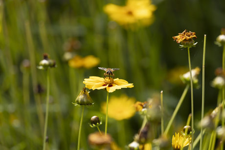 Hortus Botanicus Haren