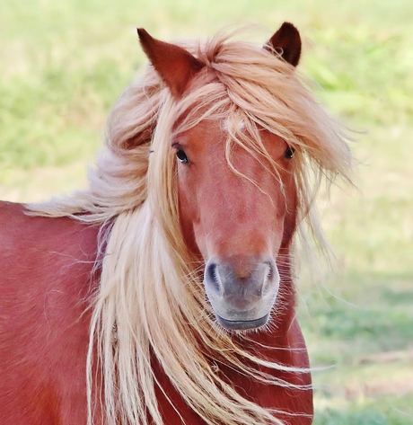 Lang haar met pony  (zie omschrijving)