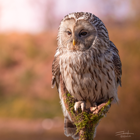 De Oeral uil