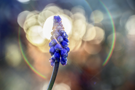 Blauw druifje in zonnig tegenlicht