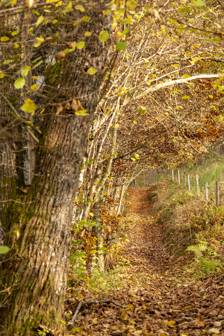 Herfst