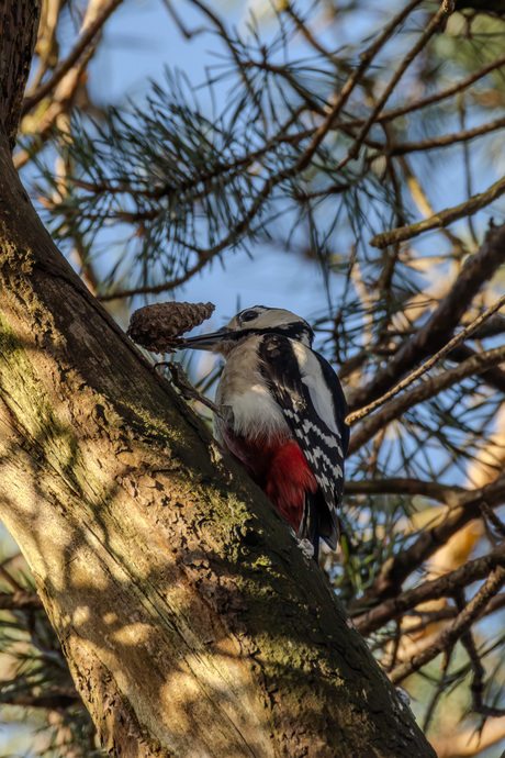 Grote Bonte Specht