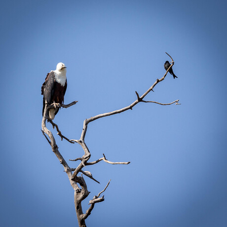 Hmm... vult dit mijn maag?