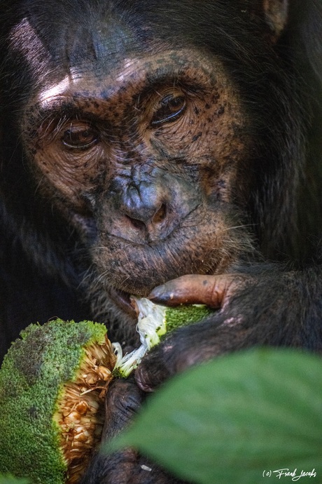 Lekkere Jackfruit eten