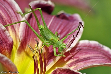 Grote groene sabelsprinkhaan