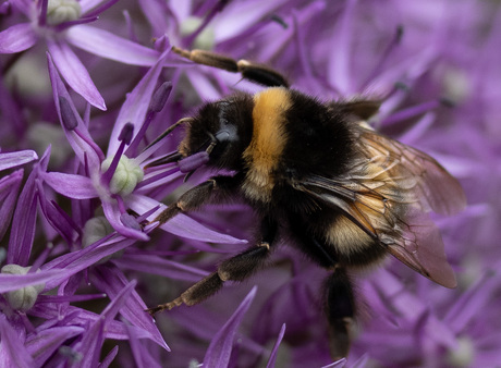 Aardhommel of Tuinhommel