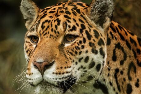 Jaguar Portret