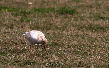 Scholekster (m) met leucisme.