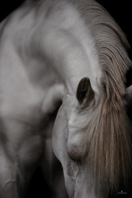 Fine Art fotoshoot met een pony