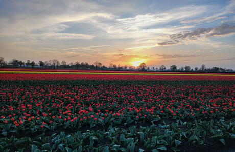 Tulpenvelden 