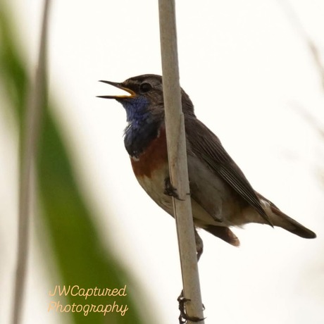 Blauwborst