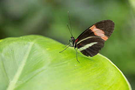 Heliconius melpomene-